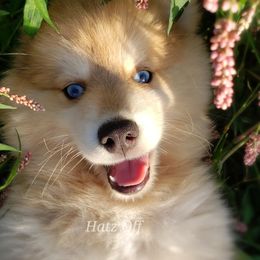 Cavapoo and Pomsky Puppies from Hatz Off Puppies