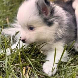 Pomsky Puppies from Blue Heaven Pomsky