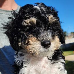 Alfie - Black male Havapoo puppy in Louisville, Kentucky from Derbyville Havapoos