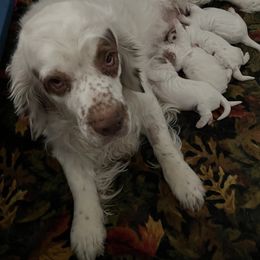 Clumber Spaniel Puppies from Briton Clumber Spaniels