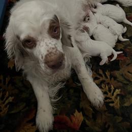 Clumber Spaniel Puppies from Briton Clumber Spaniels