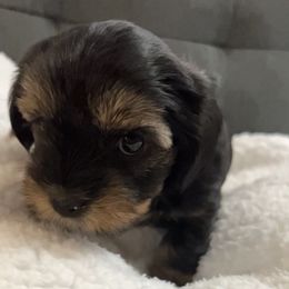 Yorkshire Terrier Puppies from Damien's Yorkshire Terriers