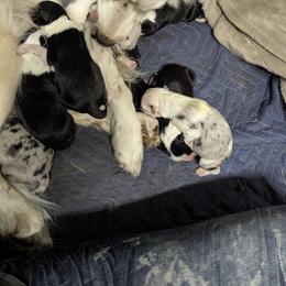 Australian Shepherd and Great Dane Puppies from AEW Farm