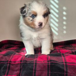 Jasper - Blue merle male Australian Shepherd puppy in Appomattox, Virginia from Danell Australian Shepherd