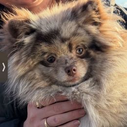 Daemon - Pomeranian