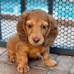 Selena - Red female Dachshund puppy in Southwest Ranches, Florida from Breezy Florida Dachshunds