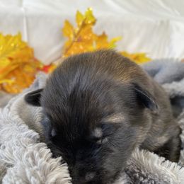 German Shepherd Puppies from Faithful Heart German Shepherds