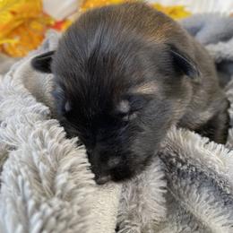 German Shepherd Puppies from Faithful Heart German Shepherds