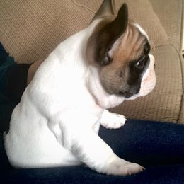 English Bulldog and French Bulldog Puppies from ClayBulldogs