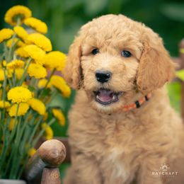 Goldendoodle Puppies from Columbia River Doodles