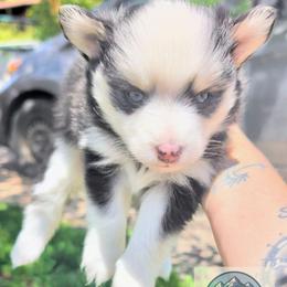 Nova - Black and white female Pomsky puppy in Kittredge, Colorado from Rocky Mountain Pomskies