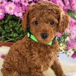 Rowan - Male (green collar) - Red  male Poodle puppy in Spotsylvania, Virginia from Sweet Honey Poodles of Virginia