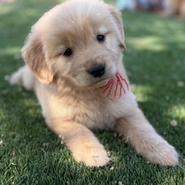 Red - Golden female Golden Retriever puppy in Paulden, Arizona from Carefree Samoyeds & Deserthills Labradors