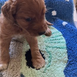 Goldendoodle and Poodle Puppies from South Sound Doodles