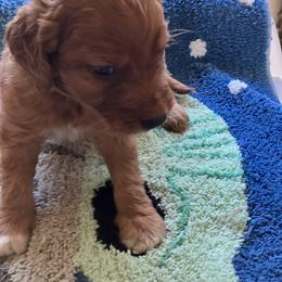 Goldendoodle and Poodle Puppies from South Sound Doodles