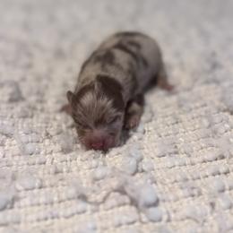 Swatch - Chocolate merle male Pomeranian puppy in Canandaigua, New York from Fingerlakes Pomeranians