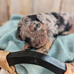 Tigris - Blue merle female Bernedoodle puppy in Marshall, Michigan from Whispering Aspen Homestead