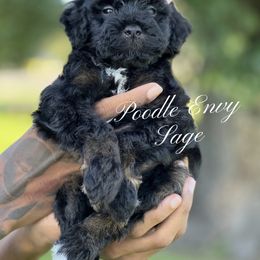 Sage - Black female Poodle puppy in Ferriday, Louisiana from Denikka C