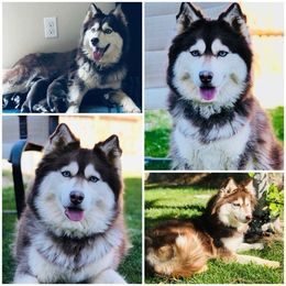 Siberian Husky All Grown Up from Sublime Sibes