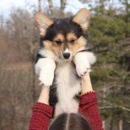 Timber (Fluffy) - Black and tan male Pembroke Welsh Corgi puppy in Fayetteville, Arkansas from Intergalactic Corgis
