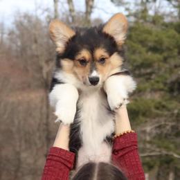 Timber (Fluffy) - Black and tan male Pembroke Welsh Corgi puppy in Fayetteville, Arkansas from Intergalactic Corgis