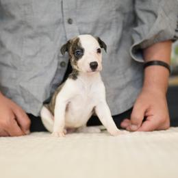 Bellatrix - Black brindle female Whippet puppy in Atlanta, Georgia from Sinaj