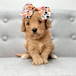 Isla - Apricot female Goldendoodle puppy in Queen Creek, Arizona from Goldendoodle AZ