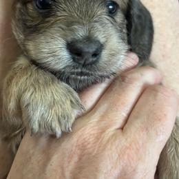 Blue based red - Red male Dachshund puppy in Crestview, Florida from Neverending Dachies