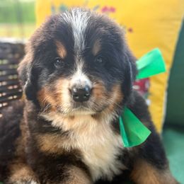 Papa - Tri-color male Bernese Mountain Dog puppy in Purcell, Oklahoma from Swiss Berner Bears