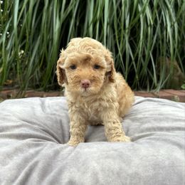 Chandler - Brown and tan male Cockapoo puppy in Bristow, Oklahoma from 10-Acre Woods Cockapoos