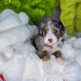 Coco - Blue merle male Bernedoodle puppy in West Jordan, Utah from Doodles Friend