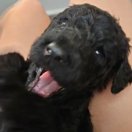 Nico - Black male Goldendoodle puppy in Meridian, Idaho from Lucy's Golden Doodles