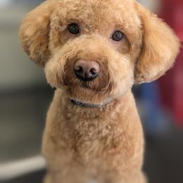 Theo - Whoodle