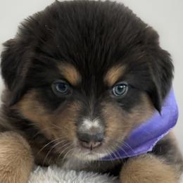 Girl 5 - female Australian Shepherd puppy in Benicia, California from Aussie-Love