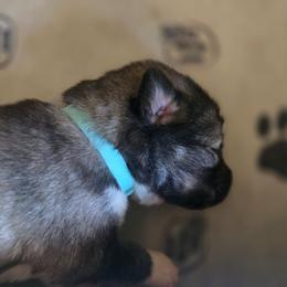 Girl 2 - female Native American Indian Dog puppy in Green Creek, North Carolina from NAID Preservation Project: Corn Moon Medicine Dogs