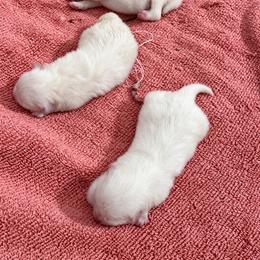 Polar - White male Pomeranian puppy in Las Vegas, Nevada from Ice City Pomeranians