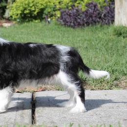 Cavalier King Charles Spaniel Puppies from Ohana Cavaliers