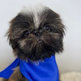 Axe - Shih Tzu puppy from Shihtzu Legacy
