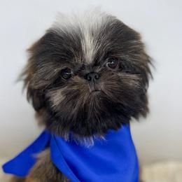 Axe - Shih Tzu puppy from Shihtzu Legacy