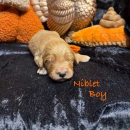 Niblet - Red  male Goldendoodle puppy in Rockville, Minnesota from Bracha Poodles & Doodles