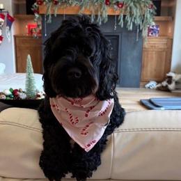 Phoebe - Australian Labradoodle