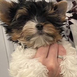 Biewer Terrier and Cavalier King Charles Spaniel Puppies from Kilmaren Cavaliers and Born in the USA Biewer Terriers