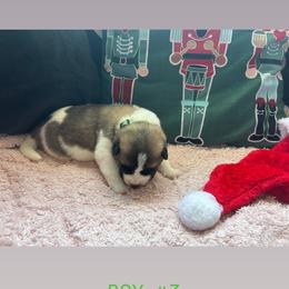 Boy 3 light green - Brown brindle male Akita puppy in Las Vegas, Nevada from Ishikawa Akita's