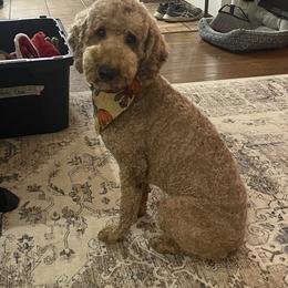 Bulldog puppies from Ozark Bulldogs