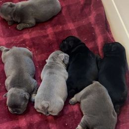 French Bulldog Puppies from K&J Frenchies