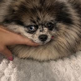 Madonna - Pomeranian