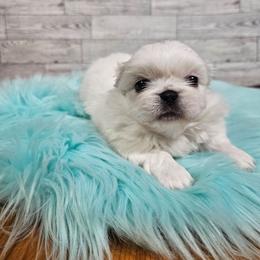 Bailey's boy 1 - White male Pekingese puppy in Maurice, Louisiana from Stephanie's Bayou Pekingese