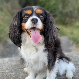 Cavalier King Charles Spaniels from Fiddlers Green Cavaliers