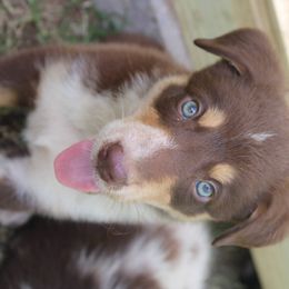 Border Collie and Toy Australian Shepherd Puppies from Simmons Toy Aussies and Border Collies