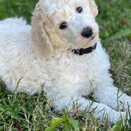 Poodle Puppies from Benson Standard Poodles